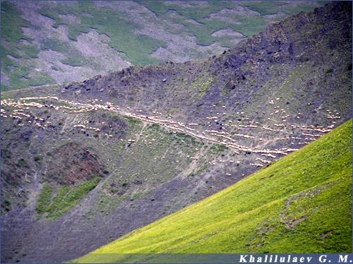 Барани на Богосском хребте 2004-07-28