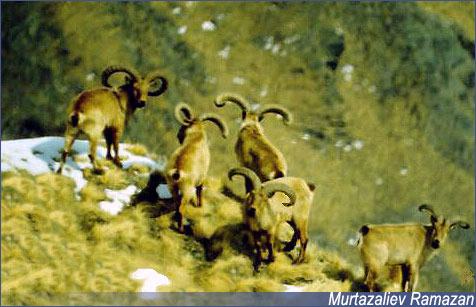 <a href=http://www.floranimal.ru/pages/animal/t/388.html>Дагестанский Тур</a> (Capra cylindricornis, caucasica) 2004-09-01