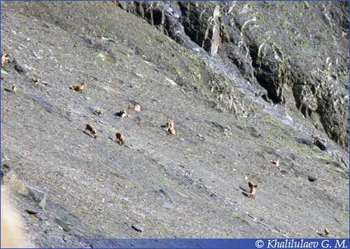 Дагестанский Тур (Capra cylindricornis, caucasica),  Дагестанский Тур (Capra cylindricornis, caucasica)