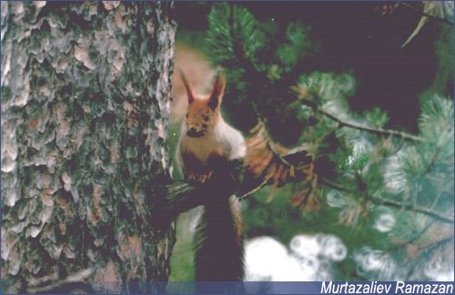 <a href=http://www.floranimal.ru/pages/animal/b/609.html>Белка</a> в долинах Андийского койсу,  <a href=http://www.floranimal.ru/pages/animal/b/609.html>Белка</a> в долинах Андийского койсу