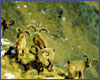 <a href=http://www.floranimal.ru/pages/animal/t/388.html>Дагестанский Тур</a> (Capra cylindricornis, caucasica)
