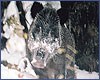 <a href=http://www.floranimal.ru/pages/animal/k/207.html>Кабан</a> в долинах Андийского койсу