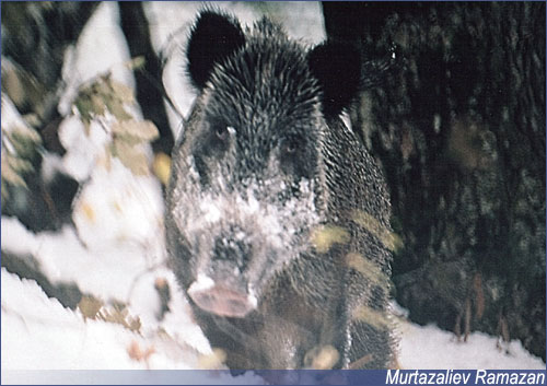 <a href=http://www.floranimal.ru/pages/animal/k/207.html>Кабан</a> в долинах Андийского койсу,  <a href=http://www.floranimal.ru/pages/animal/k/207.html>Кабан</a> в долинах Андийского койсу