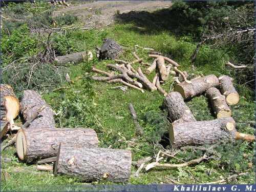 Заготовка леса на зиму в Ангидинском лесу 2004-07-31