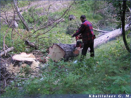 Заготовка леса на зиму в Ангидинском лесу,  Заготовка леса на зиму в Ангидинском лесу