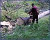 Заготовка леса на зиму в Ангидинском лесу