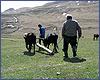 In settlement Gigatli in such a way train young bulls in a plowed land.
