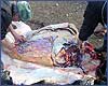 Scraping of the killed bull in settlement Ashcha
