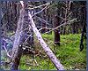 Заготовка леса на зиму в Ангидинском лесу