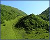 Лес в Хонохе