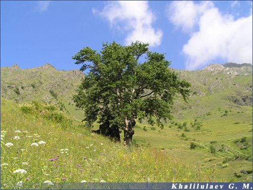 A landscape in the Bottom Hvarshini,  A landscape in the Bottom Hvarshini