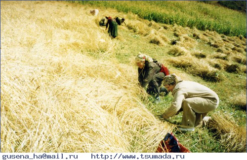 Женщины на жатве пшеницы, 1977 г.