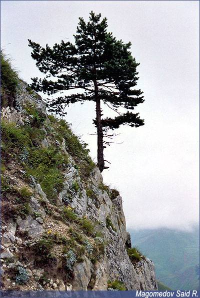Природа в долине аула Кенхи,  Природа в долине аула Кенхи