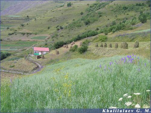 Селение Нижнее Хваршини,  Селение Нижнее Хваршини
